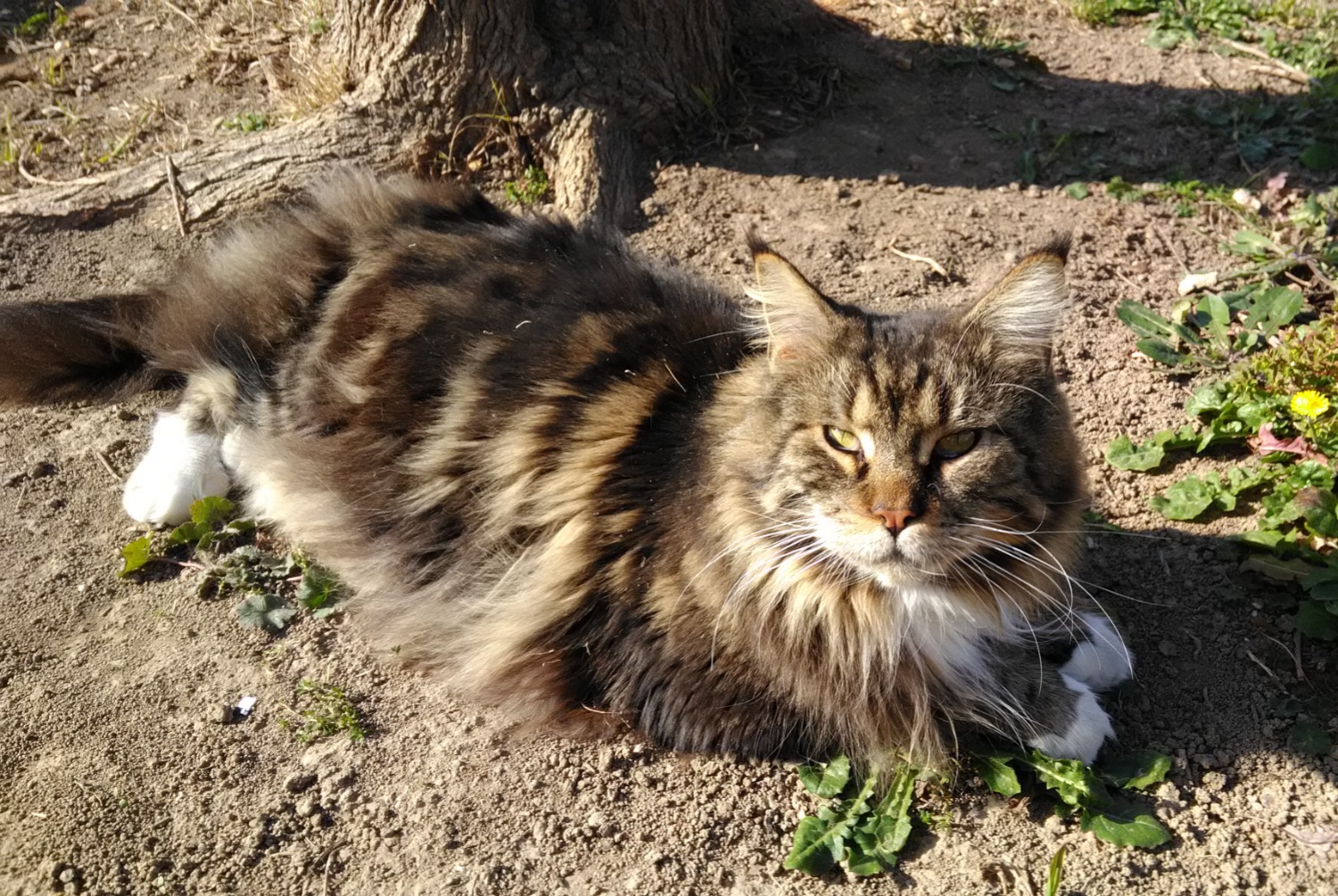 Alerte Disparition Chat  Mâle , 5 ans Jonquières-Saint-Vincent France