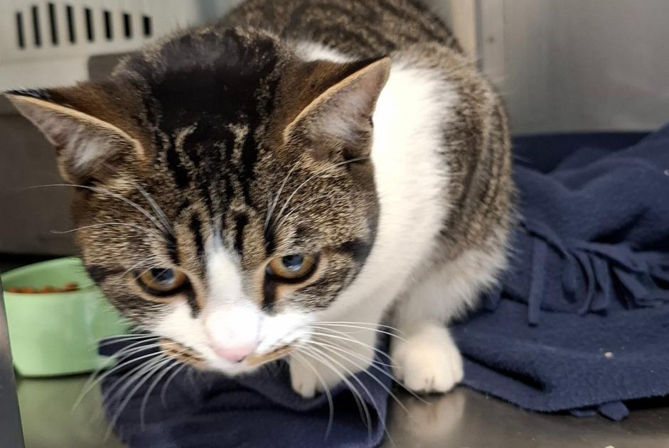 Alerte Découverte Chat croisement  Femelle Nîmes France